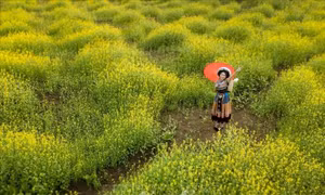 Xuân muộn nơi biên cương Cao Bằng