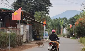 Báo động vấn nạn chó thả rông