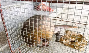 Nghệ An tiếp nhận 2 cá thể tê tê quý hiếm do người dân giao nộp