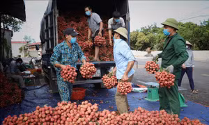  Tạo điều kiện cho các doanh nghiệp, thương nhân Trung Quốc thu mua vải thiều tại Bắc Giang