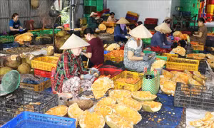 Giá mít lao dốc, nhiều nhà vườn thua lỗ