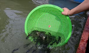 Thả cá giống tái tạo nguồn lợi thủy sản vùng hồ Hòa Bình