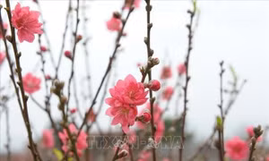 Thắm đượm tình tình đoàn kết đặc biệt Việt - Lào trong dịp Tết cổ truyền