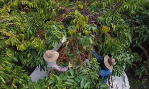 Ưu tiên liên kết trong sản xuất, tiêu thụ cà phê