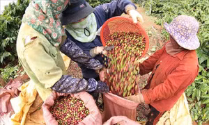 Giá cà phê bật tăng trở lại
