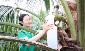 Phụ nữ Đồng bằng sông Cửu Long khởi nghiệp thích ứng biến đổi khí hậu - Bài 2: Cơ hội từ thách thức