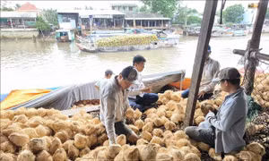 Giá dừa khô nguyên liệu giảm sâu
