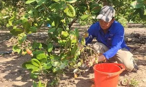 Bà Rịa-Vũng Tàu thất thu vụ điều
