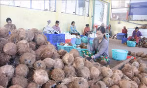 Giá dừa khô tăng gấp đôi, Trà Vinh tìm cách nâng cấp chuỗi giá trị dừa