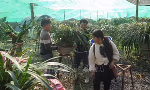 Chống rét cho cây trồng, vật nuôi, đảm bảo nguồn cung phục vụ Tết