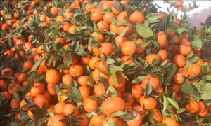 Rộn ràng mùa cam ngọt