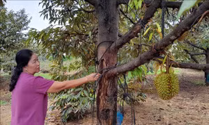 Nhiều vườn sầu riêng ở Bình Phước bị chết do hạn và nhiễm bệnh