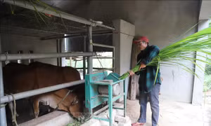Đồng bào Ơ Đu phát triển kinh tế tại bản tái định cư Văng Môn