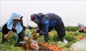 Nông dân Bắc Ninh lo lắng vì giá cà rốt giảm chỉ còn 5.000 - 6.000 đồng/kg