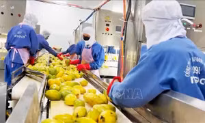 Gia Lai dần khẳng định vị thế trung tâm sản xuất trái cây tiềm năng ở Tây Nguyên