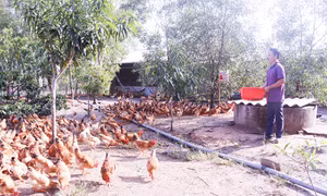 Tái cơ cấu nông nghiệp gắn với xây dựng nông thôn mới - Bài cuối: Phát triển 'Mỗi xã một sản phẩm'