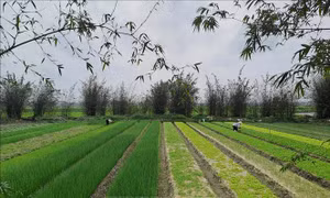 Quảng Bình phát triển mô hình trồng rau hữu cơ