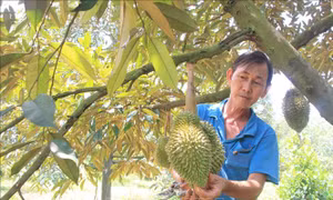 Quản lý mã vùng trồng tăng giá trị cây sầu riêng