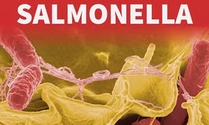 Australia: Bang New South Wales điều tra đợt lây nhiễm vi khuẩn Salmonella