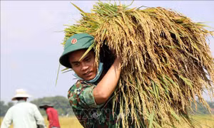 Lực lượng vũ trang giúp dân gặt lúa bị gãy đổ