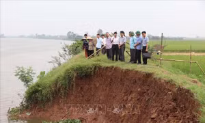 Bờ kênh Bắc Hưng Hải tại huyện Tứ Kỳ, Hải Dương bị sạt lở nghiêm trọng 