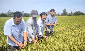 'Cầu nối' thúc đẩy sản xuất lúa chất lượng cao, phát thải thấp