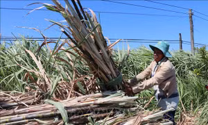 Người trồng mía Trà Vinh có lãi năm thứ 3 liên tiếp