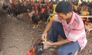 Thành công với mô hình nuôi gà ri có truy xuất nguồn gốc