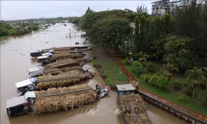 Nguồn năng lượng dồi dào từ phụ phẩm