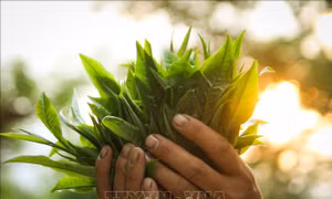 Nâng cao chuỗi giá trị sản phẩm chè Shan tuyết Hà Giang