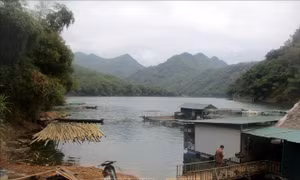 Nuôi cá lồng trên lòng hồ thuỷ điện 