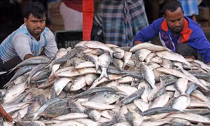 Bangladesh điều tàu chiến bảo vệ cá hilsa quý hiếm
