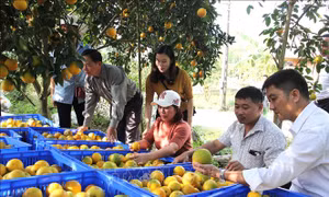 65 tấn cam lòng vàng Hà Giang được tiêu thụ ở chuỗi siêu thị VinMart