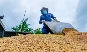Tăng giá trị để phụ phẩm lúa gạo thành mặt hàng xuất khẩu chủ lực