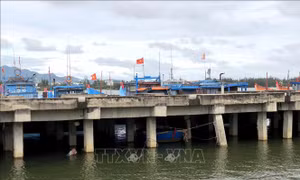 Nhiều bất cập tại cầu cảng cá sông Trà Bồng