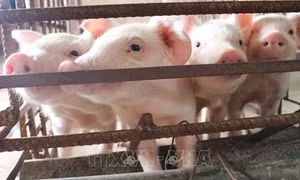 Bình Thuận tập trung tái đàn lợn và đảm bảo an toàn dịch bệnh