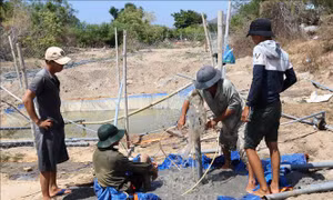 Làng nho Thái An chống chọi với khô hạn nghiêm trọng