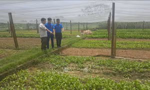 Chuyển dịch cơ cấu kinh tế nông thôn gắn với đô thị hiện đại