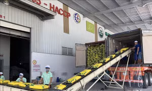 Đã có thể thực hiện chứng nhận chủng loại gạo thơm xuất khẩu sang EU