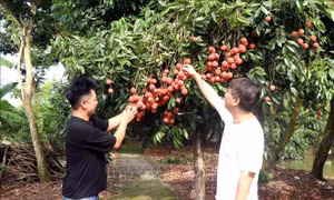 Vải trứng Hưng Yên đắt khách