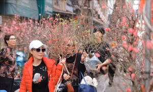 Xôn xao đào, quất chợ hoa Hàng Lược