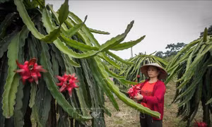 Hòa Bình: Phát triển vùng trồng thanh long ruột đỏ chất lượng cao