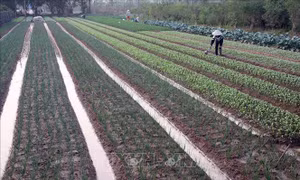 Tiếp tục miễn thuế sử dụng đất nông nghiệp: Không bao hàm 'ưu đãi vô điều kiện'