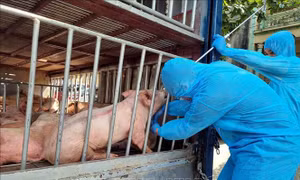 Phát hiện, tiêu hủy gần 8 tạ lợn chết và lợn mắc bệnh