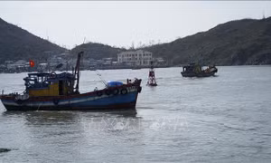 Ngư dân tấp nập vươn khơi ​
