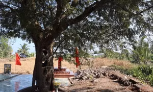 Bảo tồn cây di sản - vì cộng đồng và phát triển bền vững