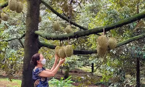 Sầu riêng tại Bà Rịa - Vũng Tàu rớt giá mạnh