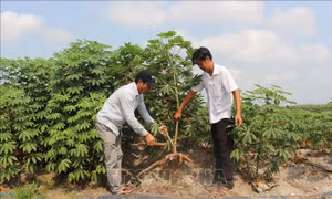 Xanh hóa chuỗi giá trị cây sắn