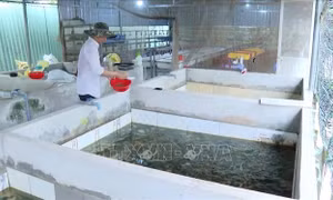 Thu nhập tiền tỷ từ nuôi lươn không bùn trong bể xi măng