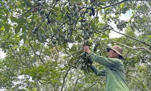 Mùa bơ 'đắng' ở Lâm Đồng